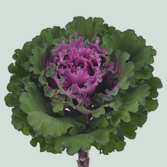 Brassica First Lady (10 Stems)