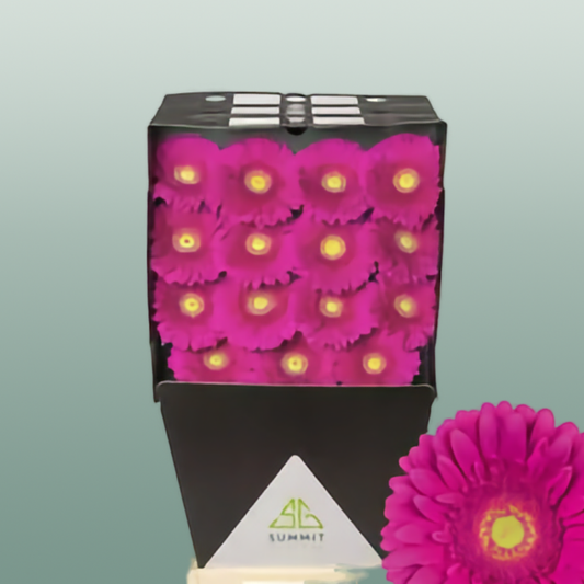 Gerbera Flamenco