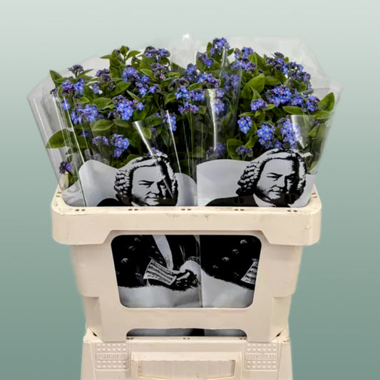 Forget me nots (Myosotis)