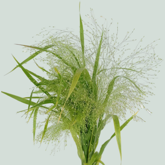 Panicum Fountain Grass