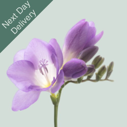 Freesia Delta River - 50 Stems (Next Day)