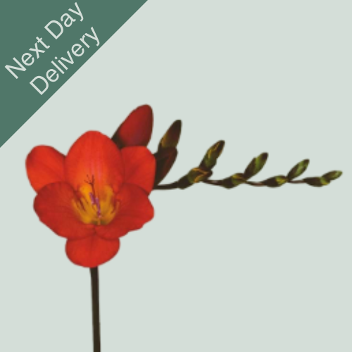Freesia Red Passion - 50 Stems (Next Day)