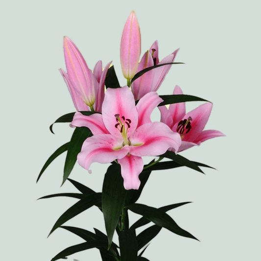 Lily Oriental Frontera (10 Stems)