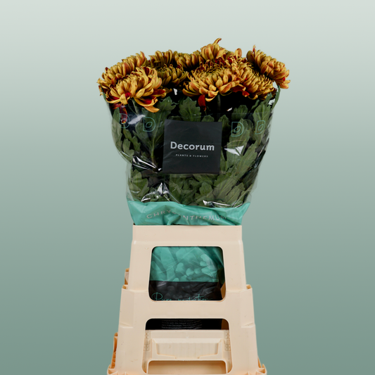 Chrysanthemum G Fuego (10 Stems)