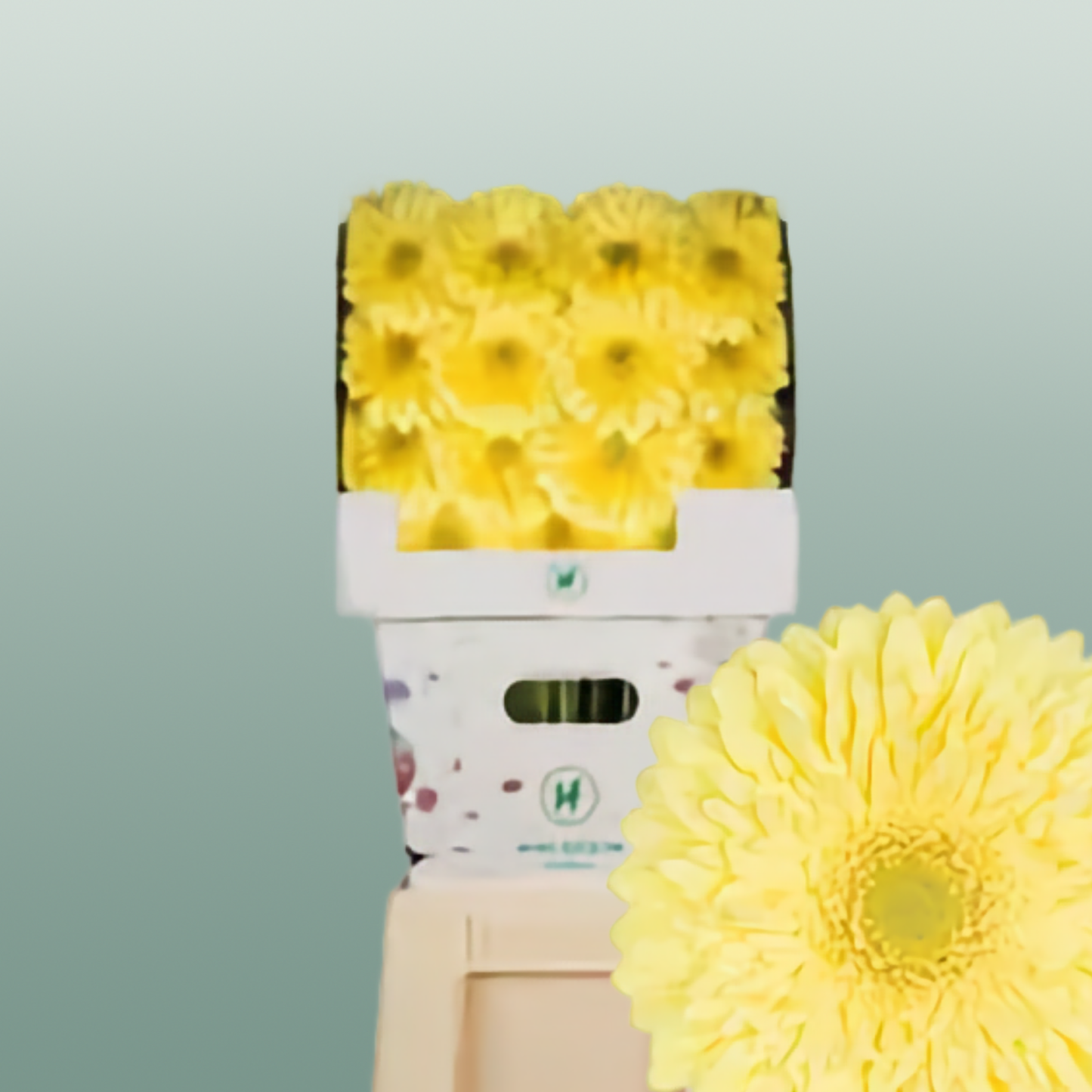 Gerbera Full Moon (15 Stems)