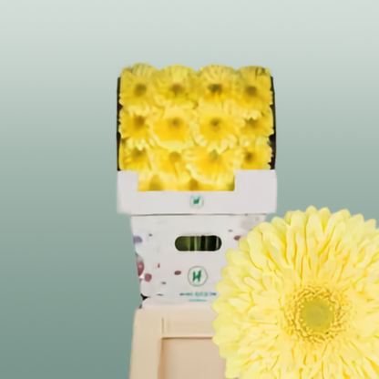 Gerbera Full Moon (15 Stems)