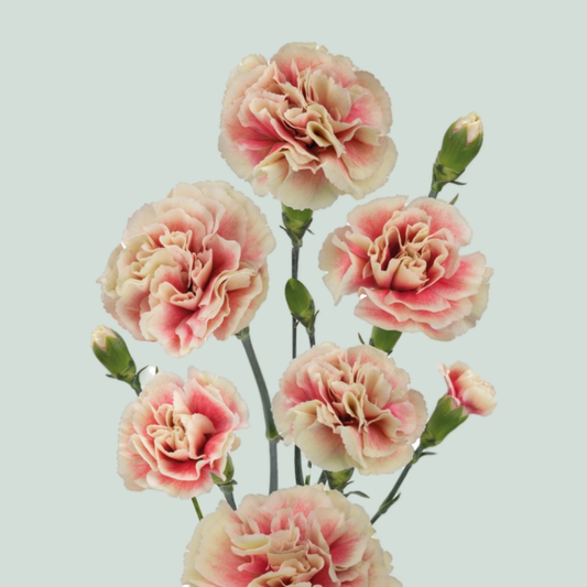 Carnation Spray Funky (20 Stems)