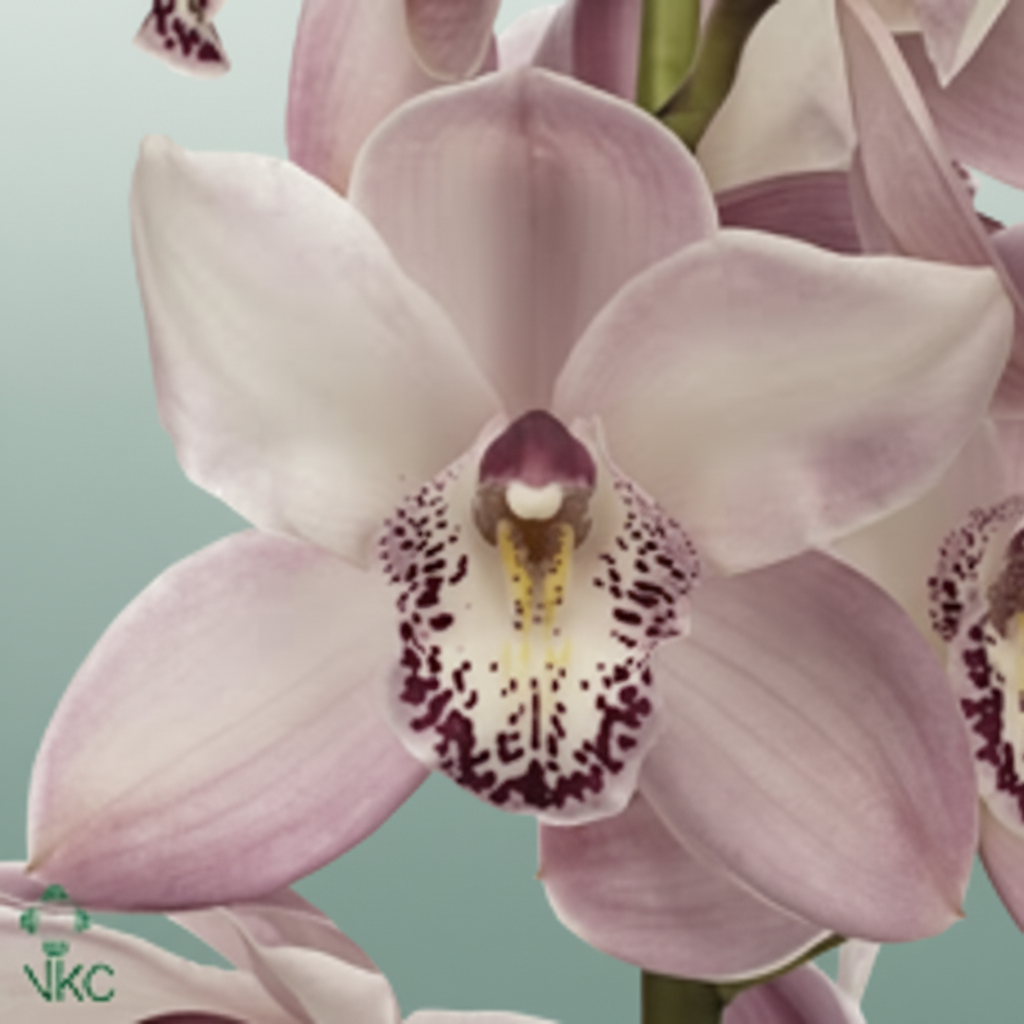 Orchid Cymbidium Summer Mag Pi