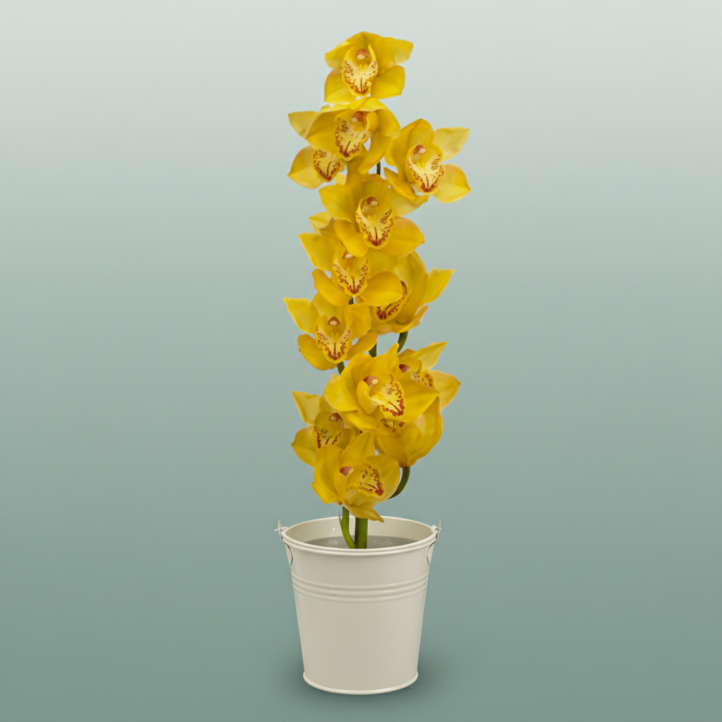 Orchid Cymbidium Gold Treasure
