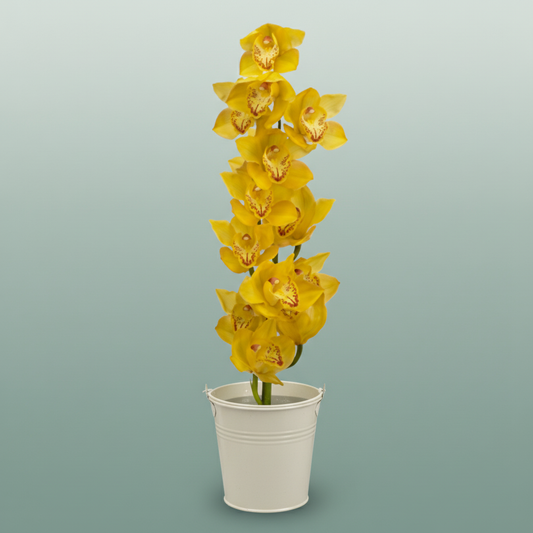 Orchid Cymbidium Gold Treasure