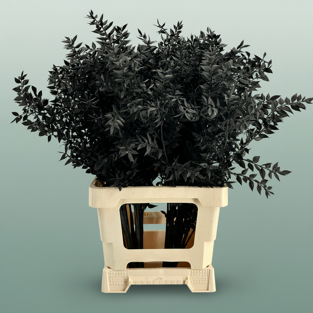 Dried Ruscus Aculeatus Black