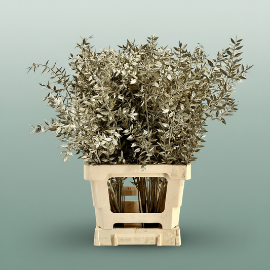 Dried Ruscus Aculeatus Platinum