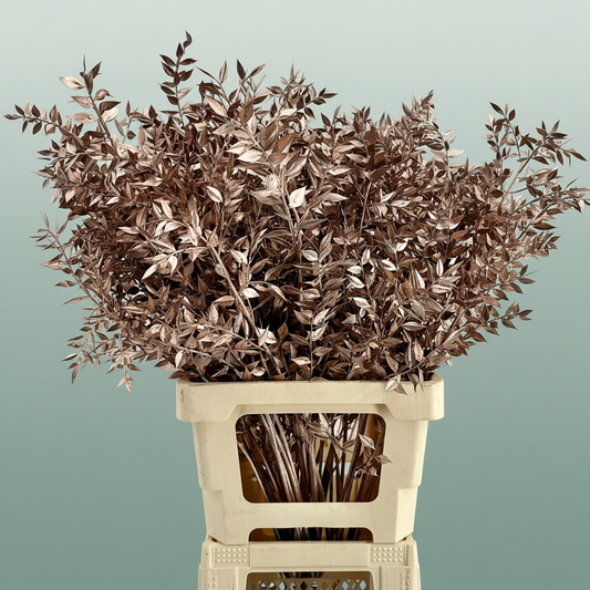 Dried Ruscus Aculeatus Champagne