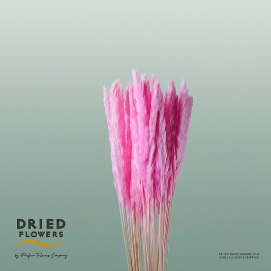 Dried Bleached Cortaderia Fluffy Light Pink