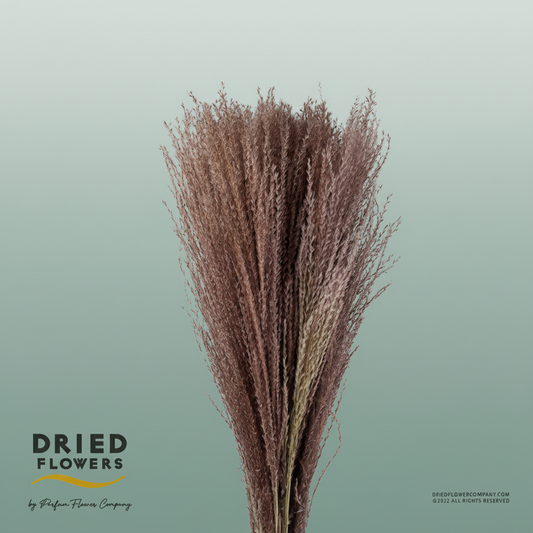 Dried Miscanthus Natural