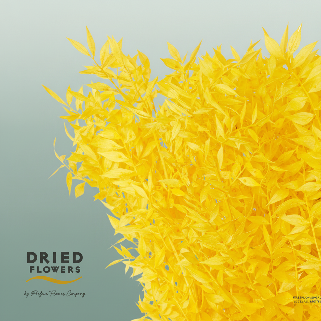 Dried Bleached Ruscus Yellow