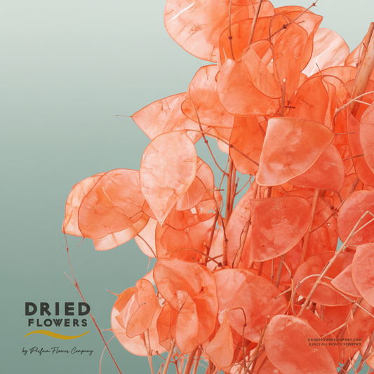 Dried Bleached Lunaria Salmon