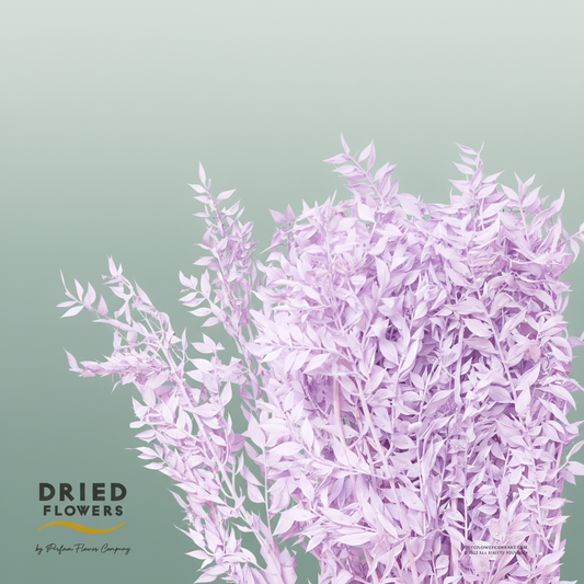 Dried Bleached Ruscus Milka
