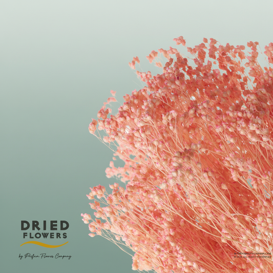 Dried Bleached Broom Bloom Light Pink