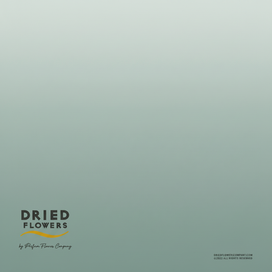 Dried Bleached Lunaria