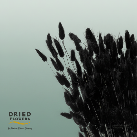 Dried Bleached Lagurus Black
