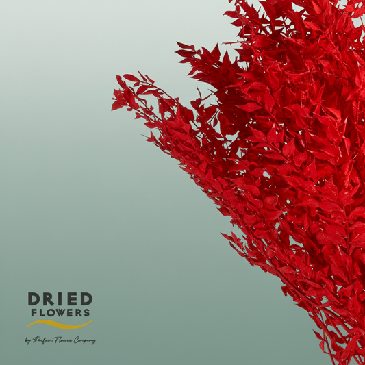 Dried Bleached Ruscus Red