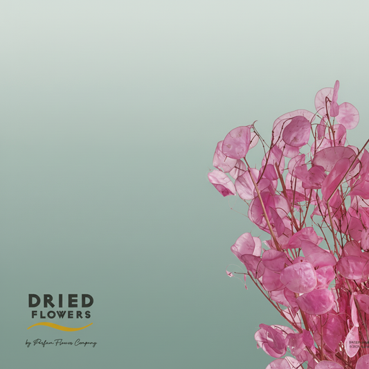 Dried Bleached Lunariaink