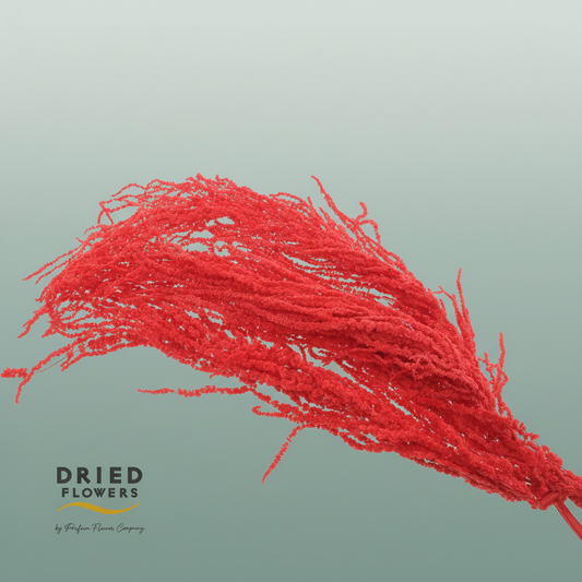 Dried Bleached Amaranthus Caudatus Red