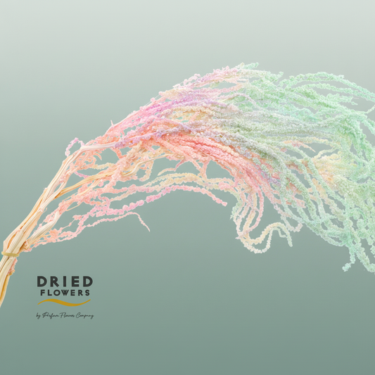 Dried Bleached Amaranthus Caudatus Fantasy