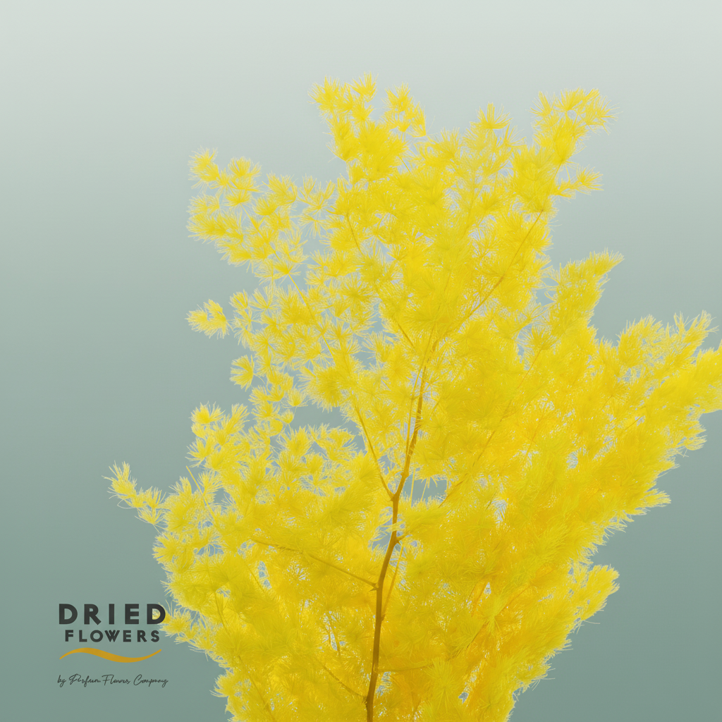 Dried Bleached Asparagus Retrofractus Yellow