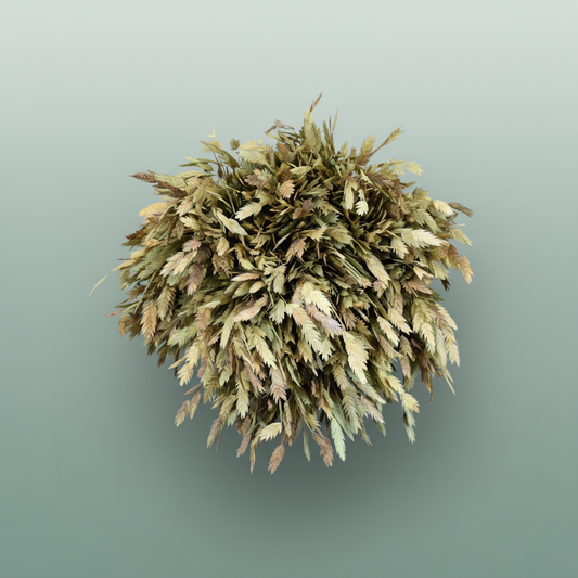 Dried Chasmanthium