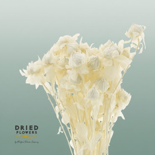 Dried Bleached Carthamus