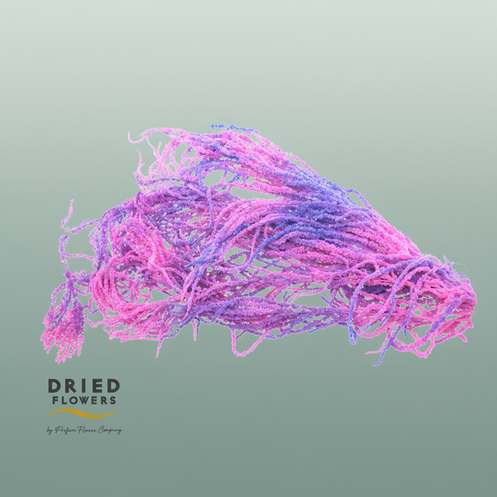 Dried Bleached Amaranthus Caudatus Neon