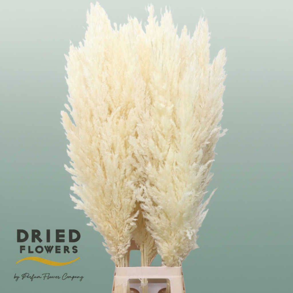 Dried Bleached Cortaderia Silver Star