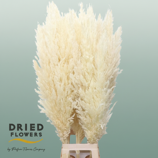Dried Bleached Cortaderia Silver Star