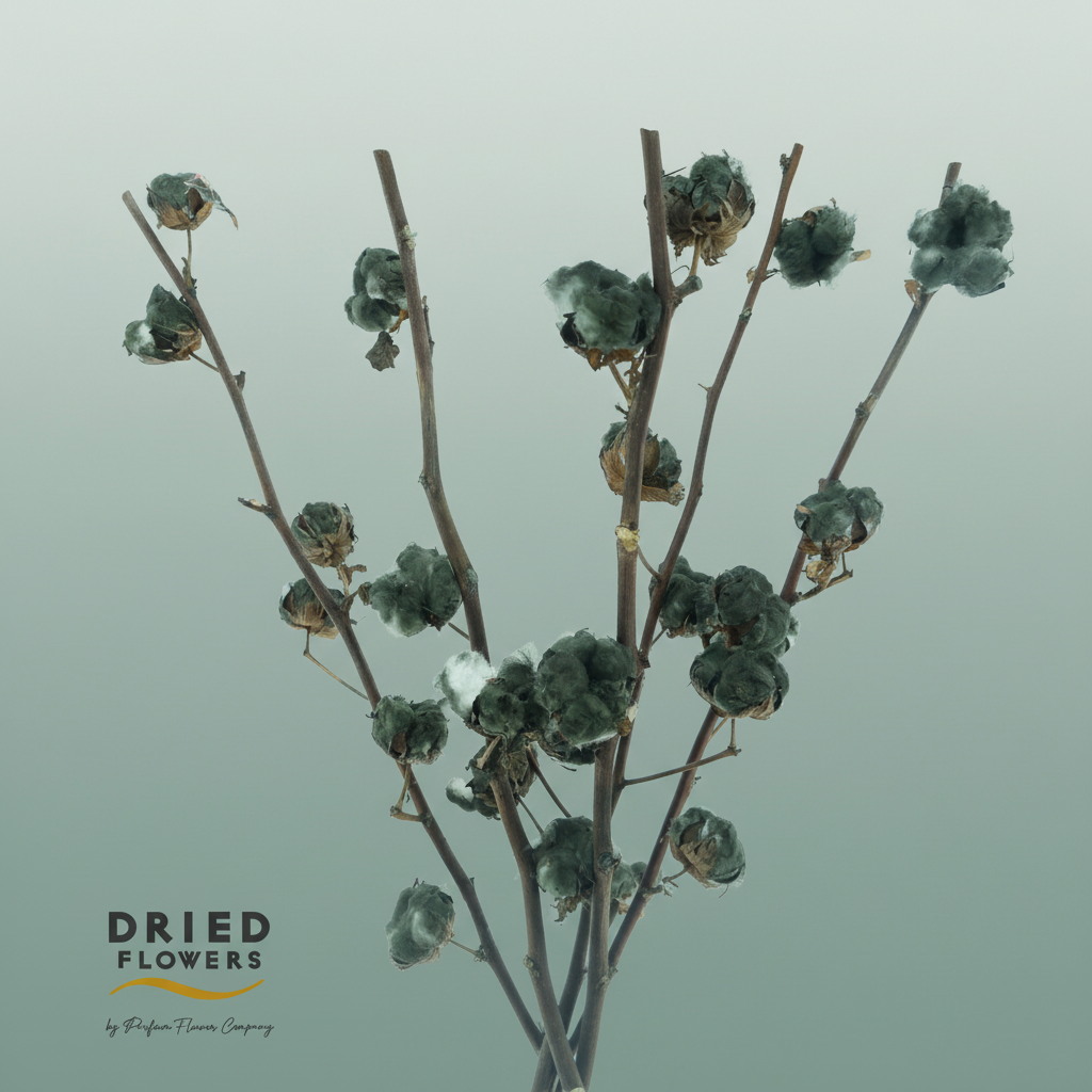 Dried Cotton Gossypium Black