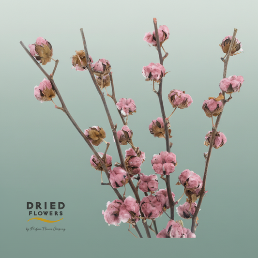 Dried Cotton Gossypium Bordeaux