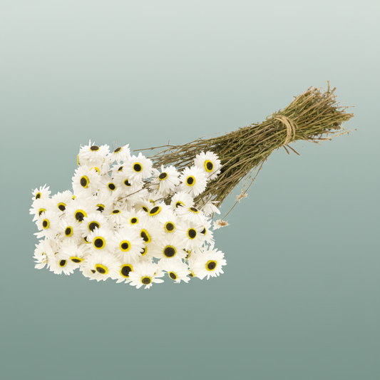 Dried Acroclinium Natural White
