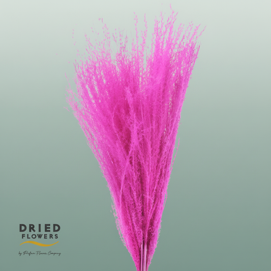 Dried Bleached Miscanthus Cerise