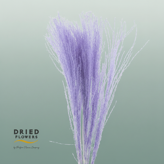 Dried Bleached Miscanthus Milka