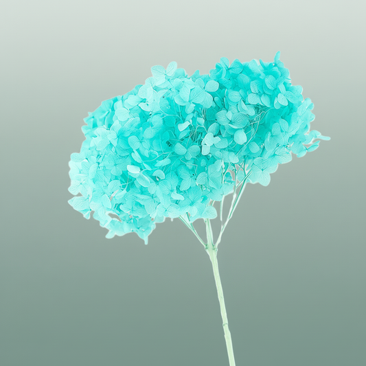 Dried Bleached Hydrangea Anna Tiffany Blue