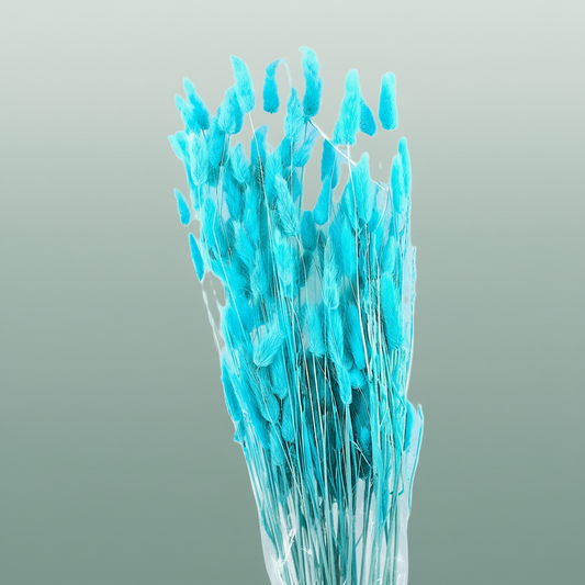 Dried Bleached Lagurus Sky Blue