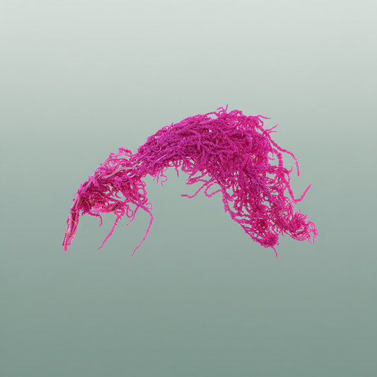 Dried Bleached Amaranthus Caudatus Cerise