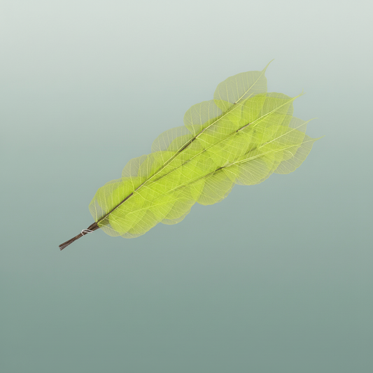 Dried Bleached Ficus Stem Green