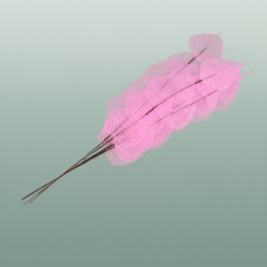 Dried Bleached Ficus Stem Pink