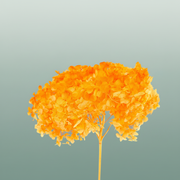 Dried Bleached Hydrangea Anna Orange