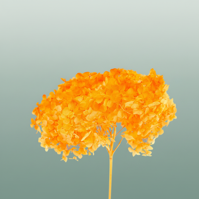 Dried Bleached Hydrangea Anna Orange