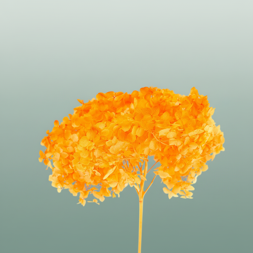 Dried Bleached Hydrangea Anna Orange
