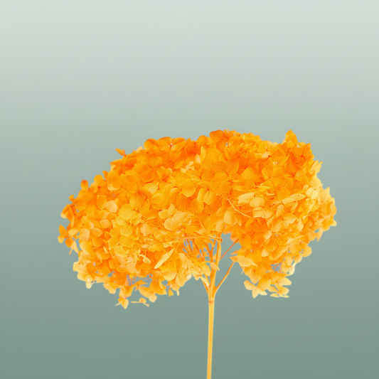 Dried Bleached Hydrangea Anna Orange