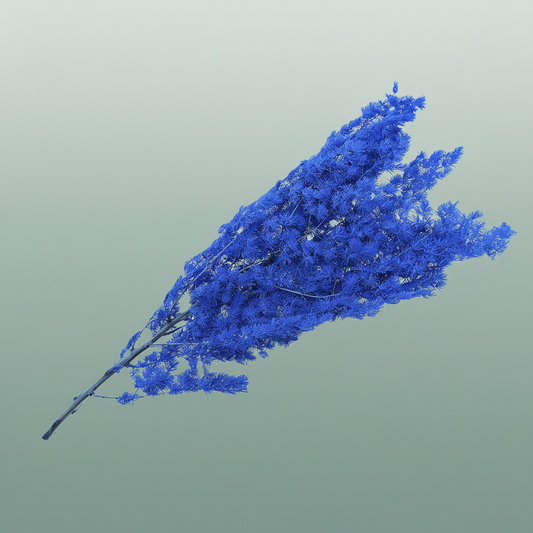 Dried Bleached Asparagus Retrofractus Purple